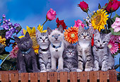 CAT 03 RK0307 03
Group Of Kittens Sitting Together On Fence With Flowers Studio