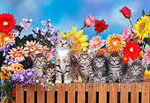 CAT 03 RK0307 20
Group Of Kittens Sitting Together On Fence With Flowers Studio