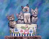 CAT 03 RK0310 01
Group Of Kittens Sitting In Planter Studio