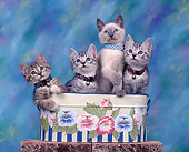 CAT 03 RK0310 02
Group Of Kittens Sitting In Planter Studio