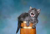 CAT 03 RK0315 01
Maine Coon Gray Tabby Kitten Laying On Barrel Studio