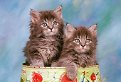 CAT 03 RK0356 03
Maine Coon  Silver Tabby Kittens Laying On Can Studio