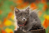 CAT 03 RK0390 03
Gray Kitten Sitting On Top Of Wooden Barrel