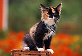 CAT 03 RK0391 02
Calico Kitten Sitting On Wooden Barrel