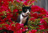 CAT 03 RK0394 01
Black And White Kitten Sitting In Flowers