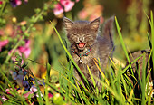 CAT 03 RK0395 01
Gray Kitten Meowing In Grass
