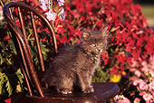 CAT 03 RK0404 02
Gray Kitten Sitting On Chair By Flowers