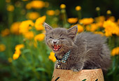 CAT 03 RK0405 02
Gray Kitten Sitting On Flower Pot