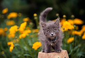 CAT 03 RK0405 09
Gray Kitten Sitting On Flower Pot