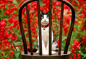 CAT 03 RK0410 01
Black And White Kitten Peering Through Chair By Red Flowers