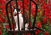 CAT 03 RK0410 03
Black And White Kitten Peering Through Chair By Red Flowers