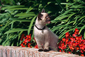 CAT 03 RK0416 01
Himalayan Mix Kitten Sitting On Brick Fence