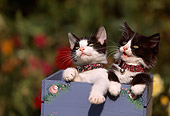 CAT 03 RK0421 05
Head Shot Of Black And White Kittens In Box