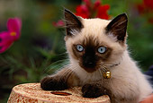 CAT 03 RK0438 03
Head Shot Of Himalayan Mix