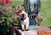 CAT 03 RK0441 04
Himalayan Mix Sitting Next To Lamp
