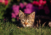 CAT 03 RK0444 04
Head Shot Of Tabby Kitten Laying On Grass