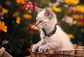 CAT 03 RK0452 03
Kitten Sitting In Wooden Planter By Flowers