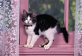 CAT 03 RK0470 03
Black And White Kitten Standing By Window