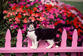 CAT 03 RK0487 11
Black And White Kitten Walking Across Pink Fence By Flowers