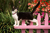 CAT 03 RK0487 23
Black And White Kitten Walking Across Pink Fence By Flowers