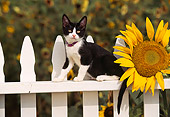 CAT 03 RK0491 07
Black And White Kitten Sitting On White Fence Next To Sunflower