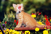 CAT 03 RK0536 02
Red Tabby Kitten Yawning On Wooden Bench By Flowers