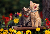 CAT 03 RK0538 03
Gray And Red Tabby Kittens Sitting On Bench By Flowers