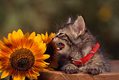 CAT 03 RK0543 03
Gray Tabby Kitten Laying On Wooden Bench By Sunflower