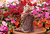 CAT 03 RK0550 02
Gray Tabby Kitten Sitting On Wooden Stool By Flowers
