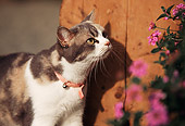 CAT 03 RK0562 01
Head Shot Of Calico Kitten Standing