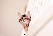 CAT 03 RK0570 02
Head Shot Of Somali Kitten Peeking Out