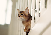 CAT 03 RK0570 04
Head Shot Of Somali Kitten Peeking Out