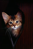 CAT 03 RK0579 10
Head Shot Of Somali Kitten Peeking Behind Table