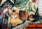 CAT 03 RK0583 02
Somali Kitten Laying On Blanket On Table