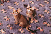 CAT 03 RK0588 04
Somali Kittens Sitting On Blue Rug