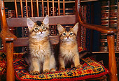 CAT 03 RK0595 02
Somali Kittens Sitting On Wooden Chair