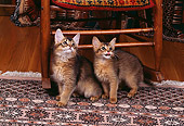 CAT 03 RK0599 01
Somali Kittens Standing On Oriental Rug