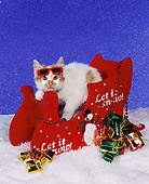 CAT 03 RK0624 01
Red And White Kitten Laying In Red Sleigh