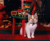 CAT 03 RK0631 03
Red And White Kitten Sitting By Christmas Decorations