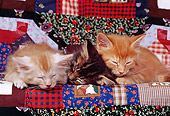 CAT 03 RK0647 01
A Group Of Kittens Sleeping On Quilt