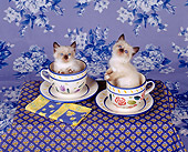 CAT 03 RK0671 08
Catpucchino: Two Kittens Sitting In Cups Studio