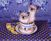 CAT 03 RK0672 03
