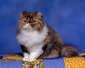 CAT 03 RK0674 03
Persian Calico Kitten Sitting On Quilt Studio