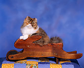 CAT 03 RK0675 03
Persian Calico Kitten Sitting In Rabbit Wheelbarrow Studio