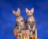 CAT 03 RK0678 05
Silver And Chocolate Ocicat Sitting In Hat Box Studio