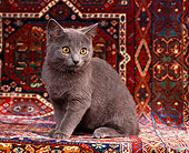 CAT 03 RK0687 07
Charteux Kitten Sitting On Oriental Rug Facing Camera