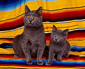 CAT 03 RK0692 07
Chartreux Cat and Kitten Laying Together On  Blanket