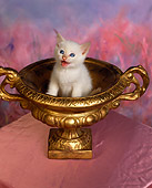 CAT 03 RK0708 01
White Kitten Sitting In Gold Bowl Studio
