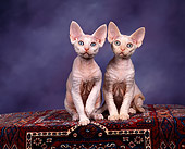 CAT 03 RK0735 02
Devon Rex Kittens Sitting On Carpet Studio