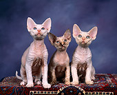 CAT 03 RK0736 01
Devon Rex Kittens Sitting Together On Carpet